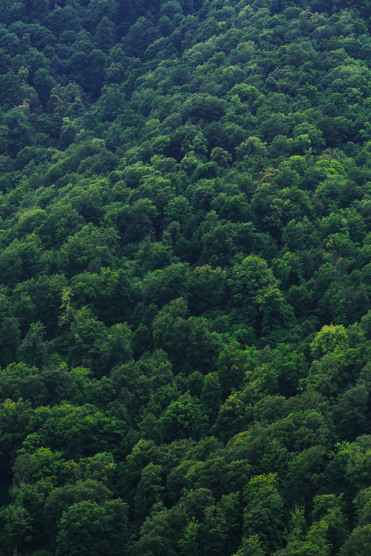 A guesthouse in the forested hills of Dilijan, Armenia